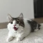 totopiの画像