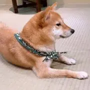 はくまい