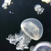 チョココの画像