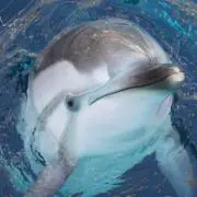 ゆきの画像