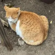 トオリの画像