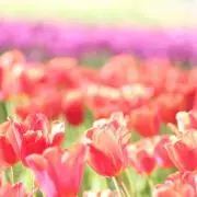 りんごの画像