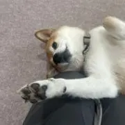 ゆめぞうの画像