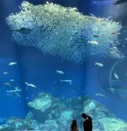 海猫