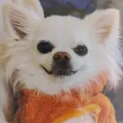 いつきちゃんの画像