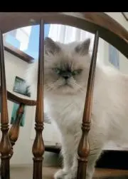 yukiの画像