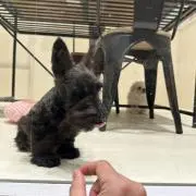 ココペリ555の画像