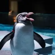 ピノの画像
