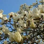 じろこ