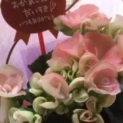 ぺこちゃんの画像