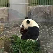 ズエ