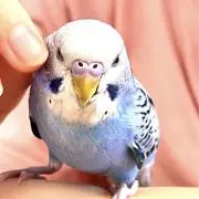D・Cosmeticsの画像