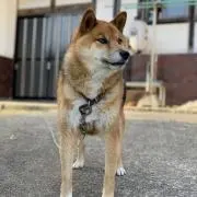 こたちゃんの画像