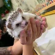 あんぱるの画像