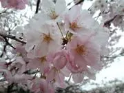 しろんの画像