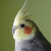 ☘ niko ☘の画像