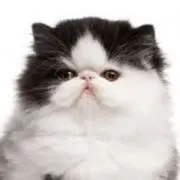 ✨kosuzu プロフ必読の画像