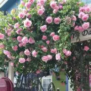 daisypink