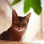 ひらの画像