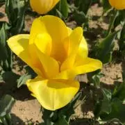 kuwaの画像