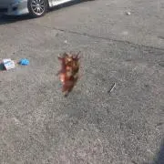 さとうの画像
