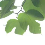 Hykw