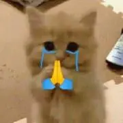 Nya！の画像