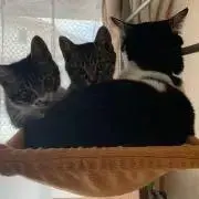 ミライ