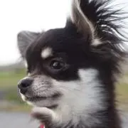 おちゃむんの画像