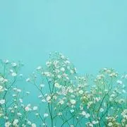 もちしば
