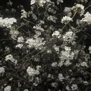 ぽてとの画像