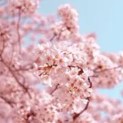 Sakura ゲーム、分遣隊セール中の画像