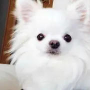 くつお
