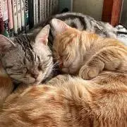 なるるの画像