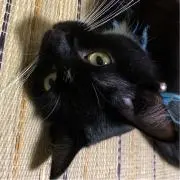マック