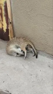 りなっち
