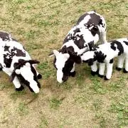 aiaixxの画像