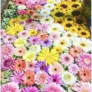 さな♡の画像