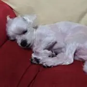ラルフ