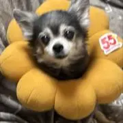 ぬこの画像