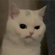 Niiの画像