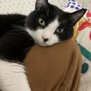 のりみゃんしの画像