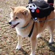 おしば