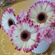 ゆうこ