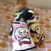 midoriの画像