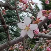桜山☆の画像