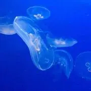 かな※断捨離中の画像