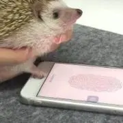 MATSUの画像