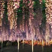 ゾロの画像