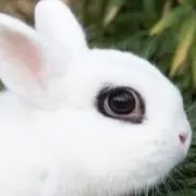 ドワーフホトの画像